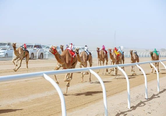 Under Patronage of HRH Crown Prince, Inaugural AlUla Camel Cup  Kicks off 