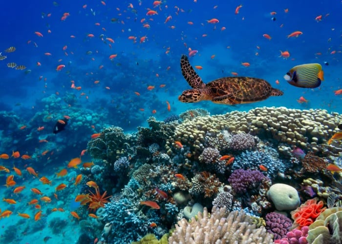 Saudi Conducts Hypothesis to Protect Marine Life