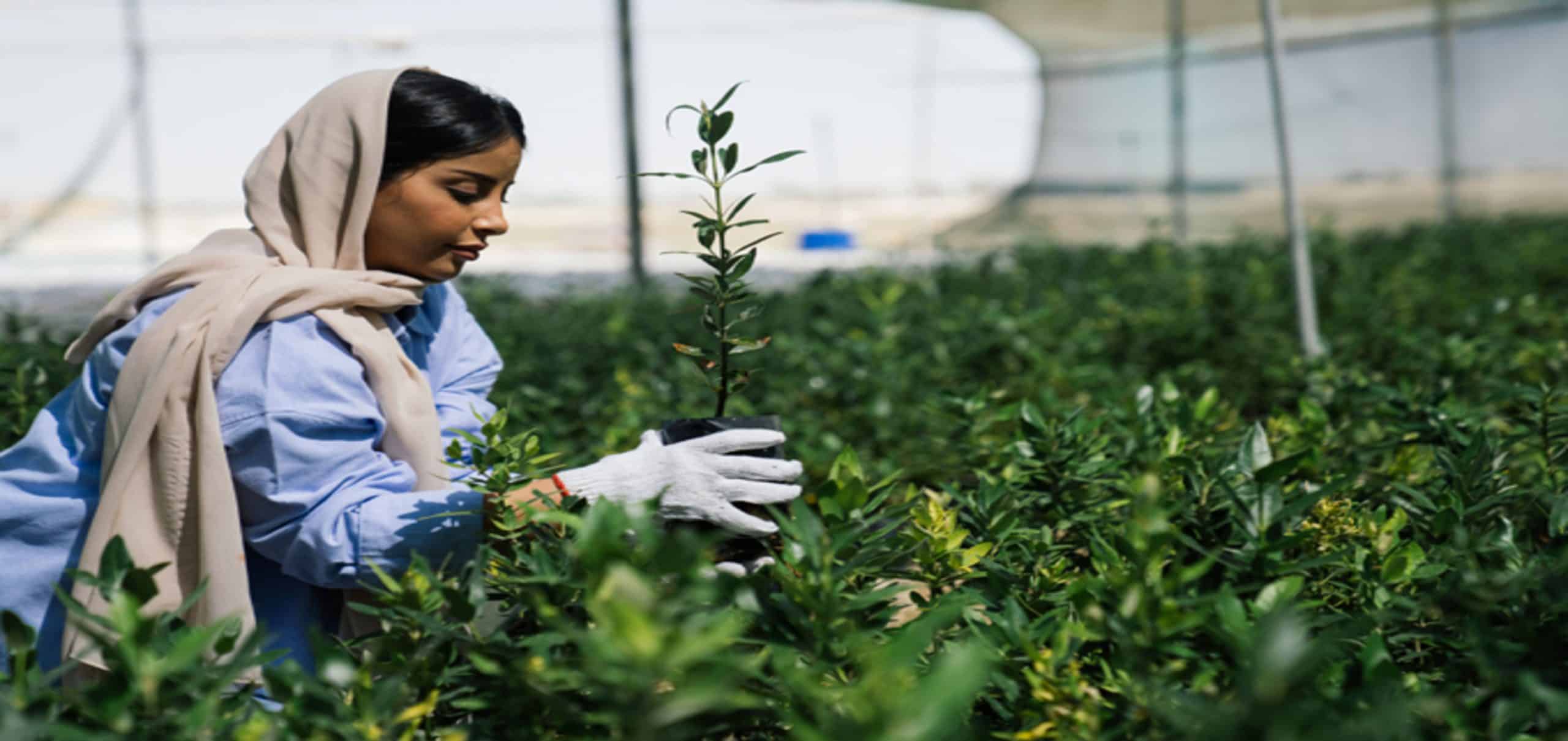 1 billion tree project as part of Saudi Green Initiative