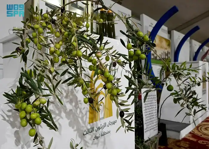 Tabuk's Olive Festival