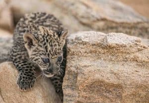 Arabian Leopard Breeding Programme Welcomes New Cubs