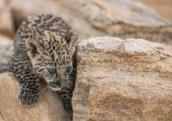 Arabian Leopard Breeding Programme Welcomes New Cubs