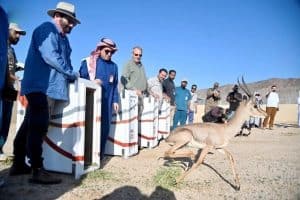 Bin Salman Royal Reserve Becomes New Sanctuary for 85 Endangered Animals