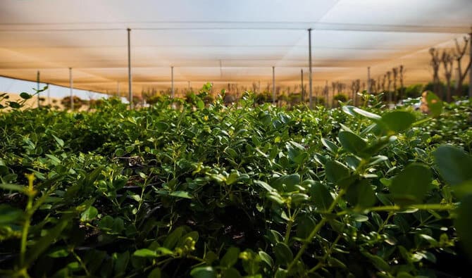 Red Sea Global Nursery Climbs the Charts with 5m Plants