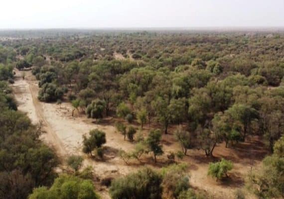 Great Green Wall Embodies Africa's Green Revolution