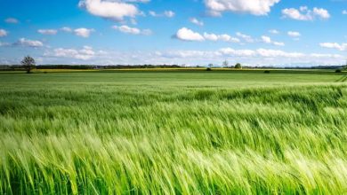 Revolutionizing Crop Cultivation: Electro-Conductive Soil