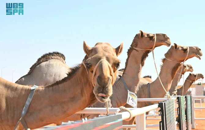 The 8th King Abdulaziz Camel Festival Kicks Off in Al Sayahid