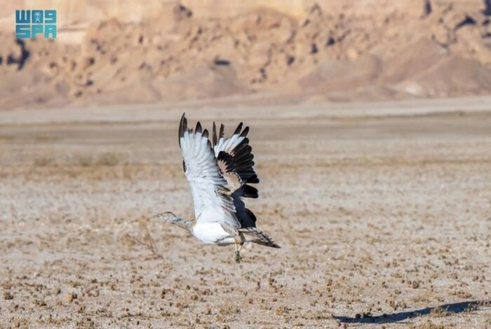 King Khalid Royal Reserve Releases Dozens of Endangered Animals