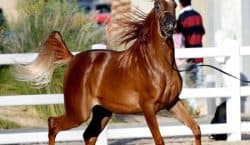 6th Int’nal Arabian Horse Beauty Show Kicks off on 13…