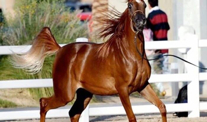 6th International Arabian Horse Beauty Show kicks off on13 December