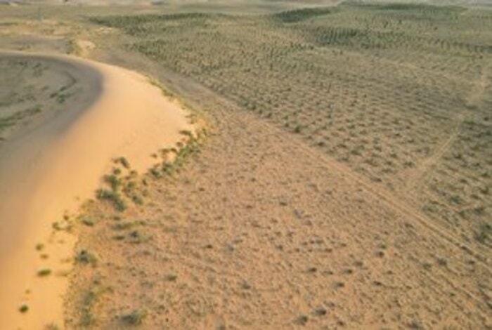 Vegetation Cover Plants Million Trees in Buraidah Oasis