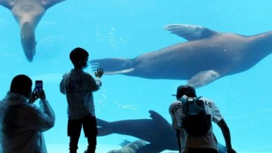 Chinese Company to Establish Marine Park in KSA
