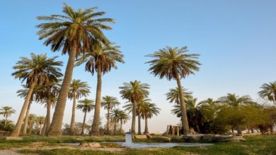 Al-Ahsa Recognized as World's Largest Palm Oasis