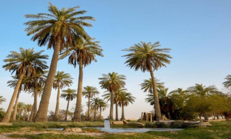 Al-Ahsa Recognized as World's Largest Palm Oasis