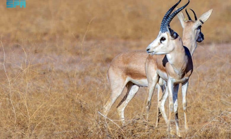 Saudi Royal Reserve Reintroduces 220 Endangered Species to Natural Habitats