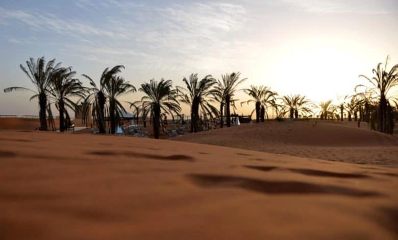 Saudi Researchers Discover Method to Identify Palm Tree Species