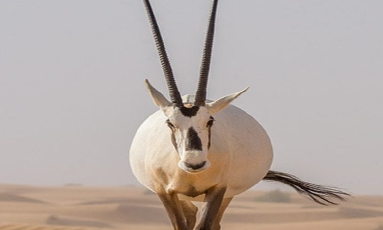 Saudi Wildlife: Arabian Oryx Remains Under Threat