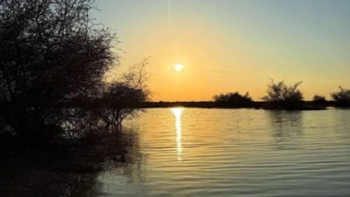 Glimpse of Beauty in Turki bin Abdullah Royal Natural Reserve