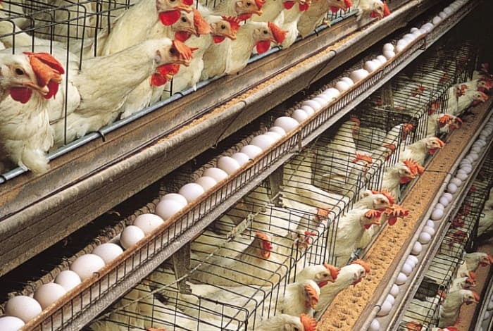 Jedaya Agricultural Company Signs Contract for Poultry Production