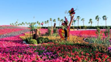 Yanbu Flower, Garden Festival Showcases 13 Mln flowers