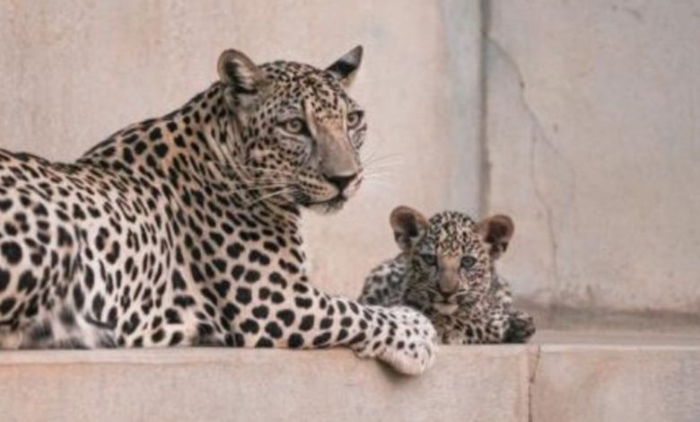 Catwalk Initiative Aims to Safeguard Arabian Leopards in KSA