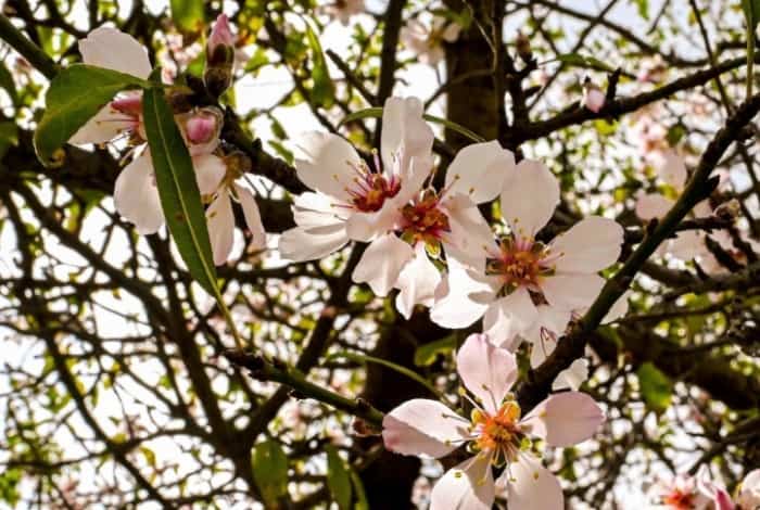 Flowers of Almond Trees Decorate Al Bahah’s Mountains