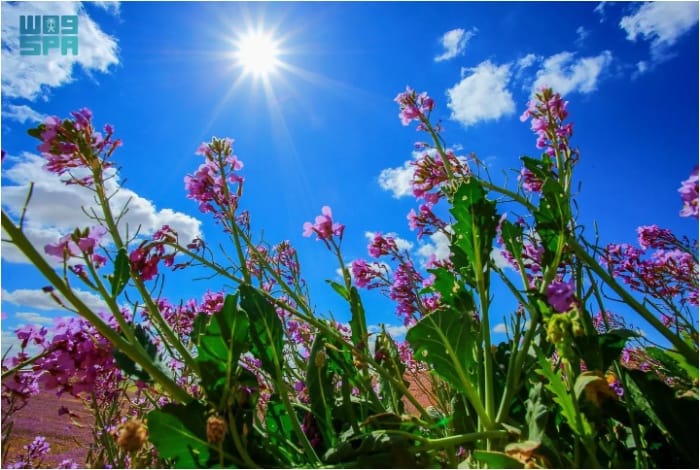 Spring Casts its Magic on Rafha Governorate