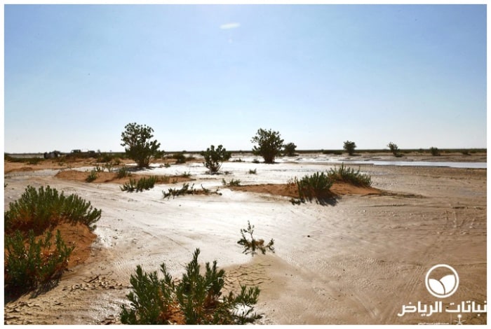 IABM Reserves Plants more than Million Trees