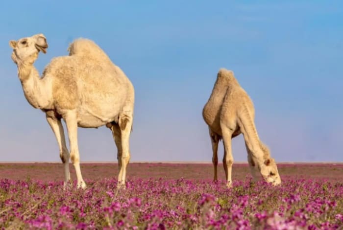 Charming Natural Paintings Place Camels on Lavender Carpet in Rafha