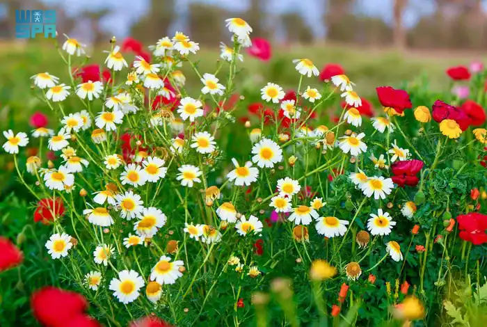 Environmental Volunteer Succeeds in Growing Varied Spring Herbs
