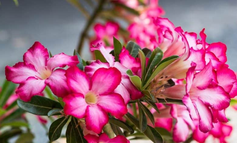 Desert Rose: Natural Wonder of Saudi Arabia