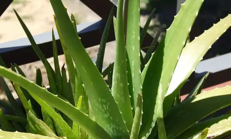 Saudi Aloe Vera : Thriving in Desert