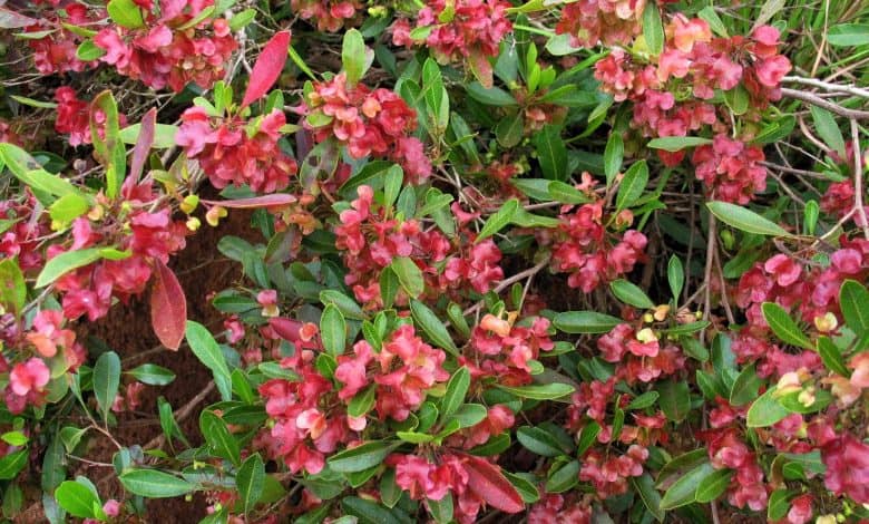 Exploring Beauty of Hopbush in Saudi Arabia