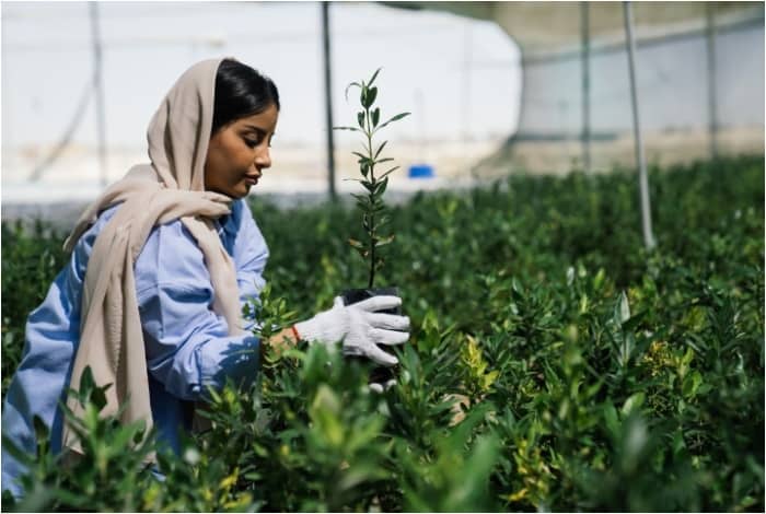Saudi Arabia plants 9k Trees in Al Qatif