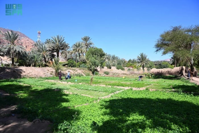 Agriculture in AlUla Contributes to Saudi Economy