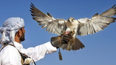 Falcon Racing in Saudi Arabia: Tradition Soars to New Heights