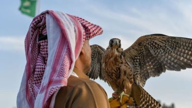 Learn About Most Famous Wild Animals that Settled in Saudi Arabia