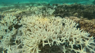Global Coral Bleaching Crisis Driven by Ocean Heat