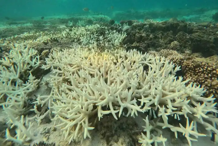 Global Coral Bleaching Crisis Driven by Ocean Heat