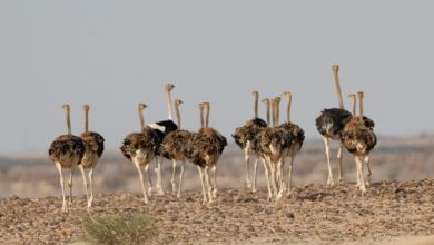 ITBA Unveils Three Endangered Red-Necked Ostriches