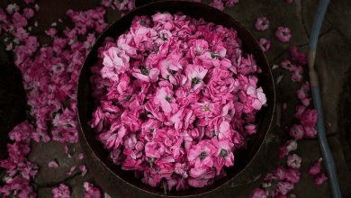 Taif Roses Join UNESCO Intangible Cultural Heritage List