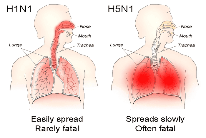 How Humans Can, Can’t Catch Bird Flu