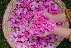 Taif Rose Festival 2024 Concludes with 1 mln Visitors