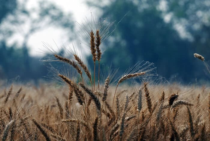 Bad Weather, War Raise Concerns About Global Wheat Supplies