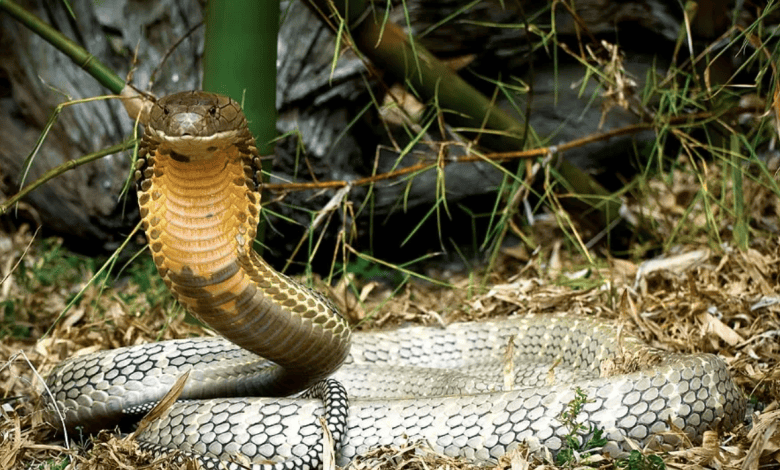 Venomous Snakes: New Climate Change-related Threat