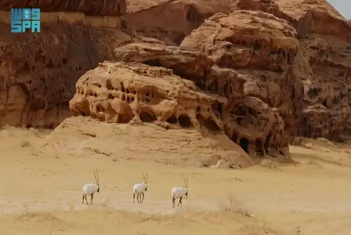 Saudi Documentary Film Horizon Wins International Creative Award