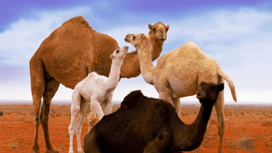 Take a Look at Stunning Shots for Color Gradients of Saudi Camels