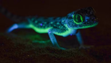 Year-end Review: Saudi Arabia Embraces Rare Species Animals in 2024