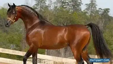 Learn Exciting Information About Purebred Horses in Saudi Arabia