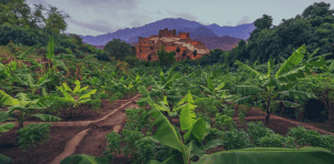 Enhancing Afforestation: Saudi Green Initiative to Incorporate all Environmental Projects